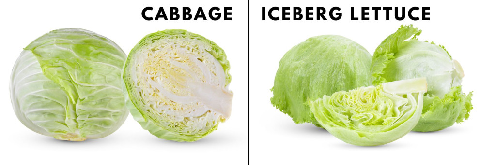 ¿Cuál es la diferencia entre el repollo verde y la lechuga iceberg?  » Ciencia ABC