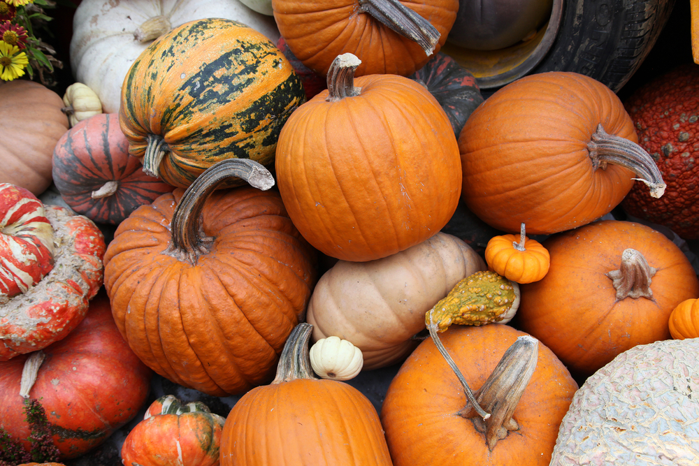 ¿Podemos comer una calabaza de Halloween?  » Ciencia ABC
