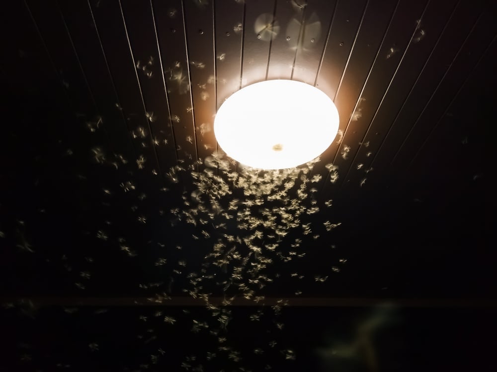 ¿Por qué los insectos se sienten atraídos por las luces artificiales?  » Ciencia ABC