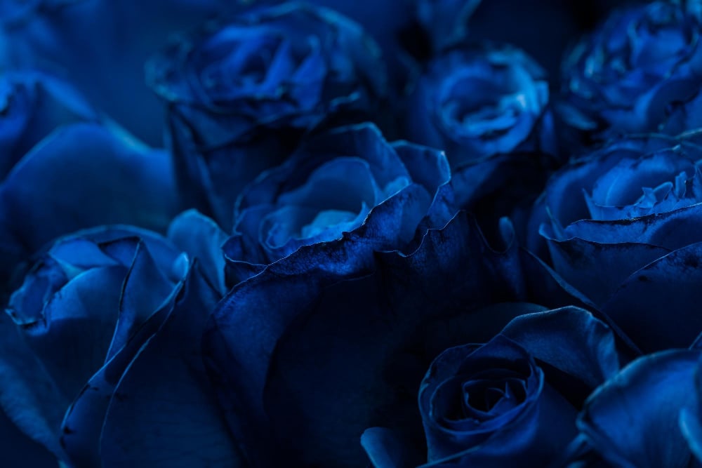 ¿Dónde podemos encontrar una verdadera rosa azul?  » Ciencia ABC
