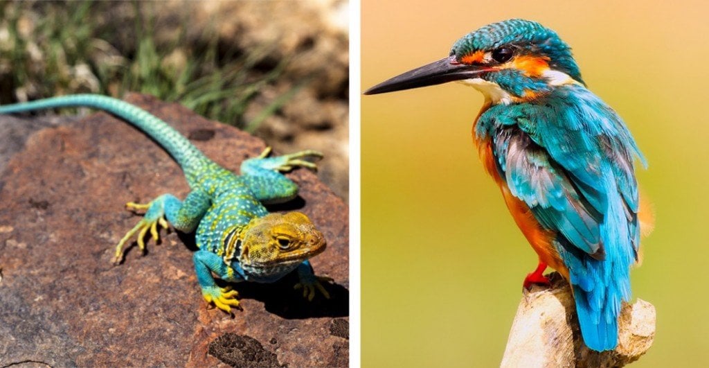 Lagarto de collar y pájaro martín pescador