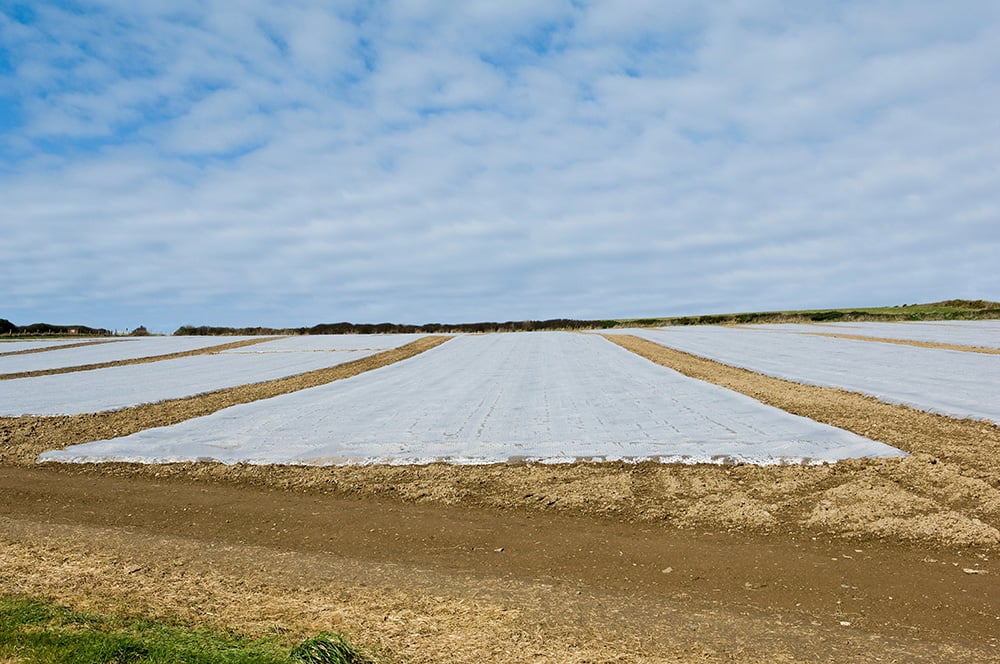 ¿Cómo puede la solarización del suelo proteger a las plantas? » CienciaABC