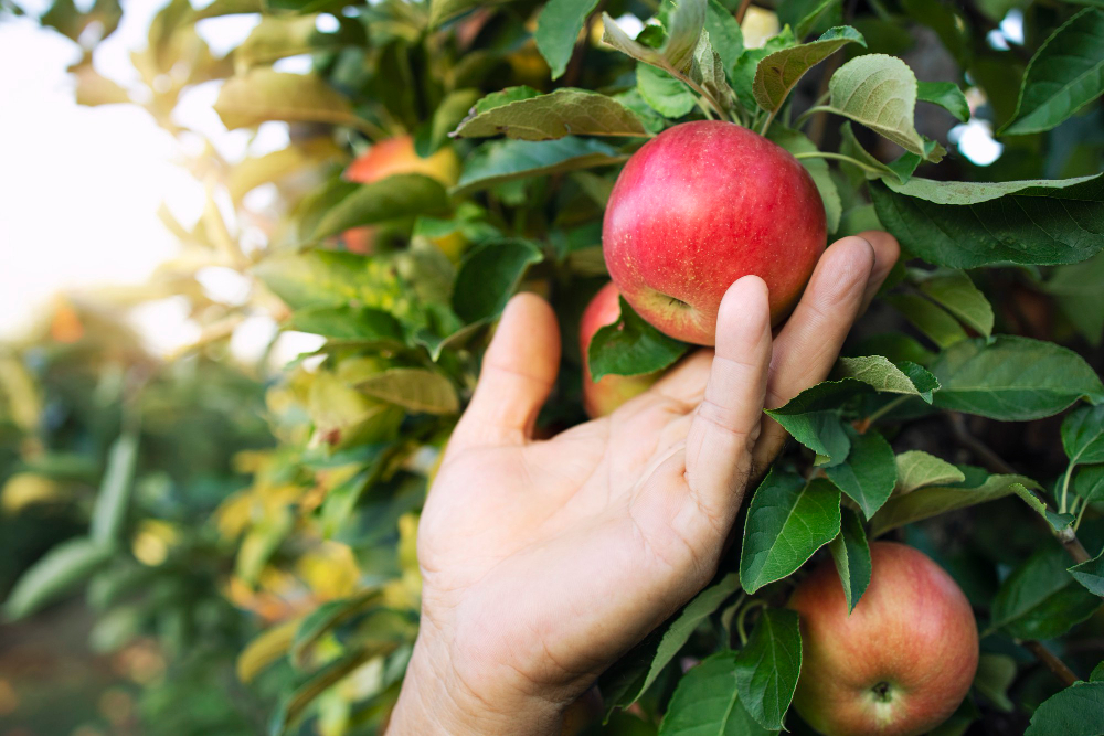 ¿Cómo encuentra una fruta a su papá? » CienciaABC