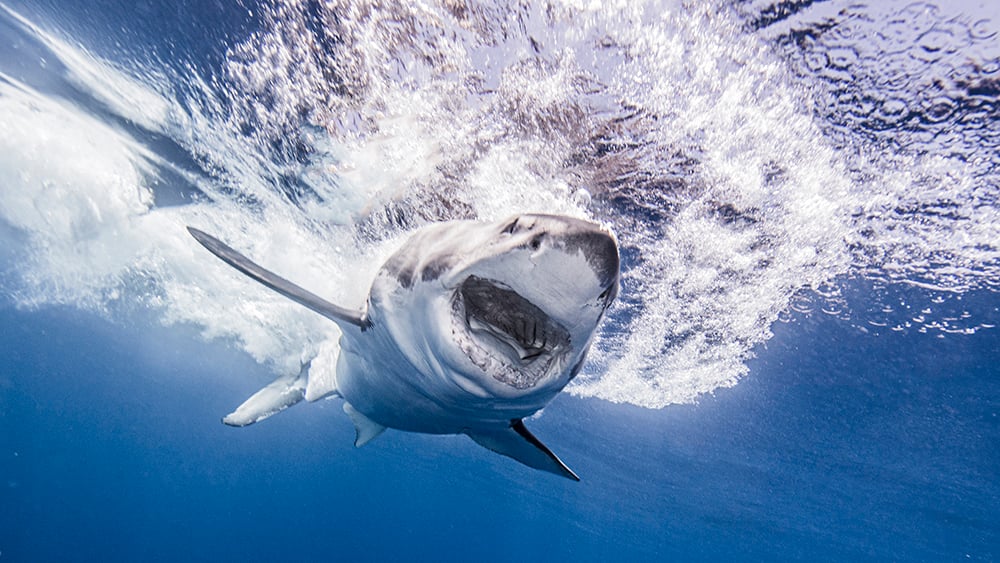 ¿Cómo sobrevivieron los tiburones al impacto de un asteroide que mató a los dinosaurios? » CienciaABC