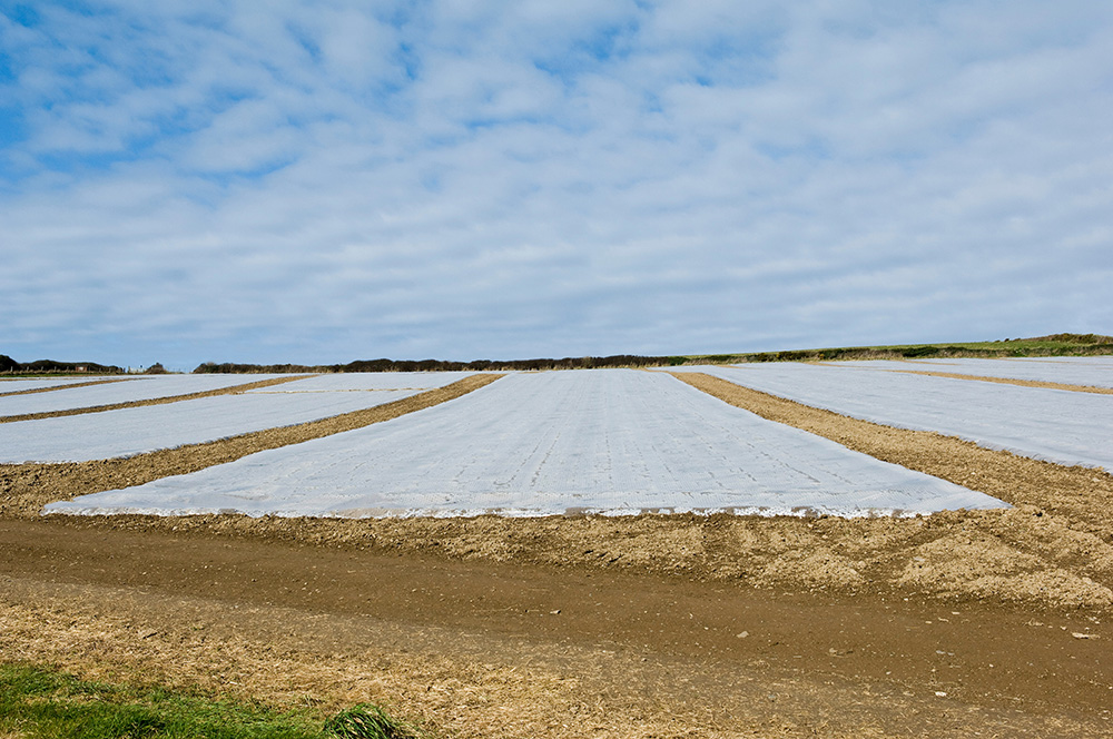 ¿Cómo puede la solarización del suelo proteger las plantas? »Scienceabc