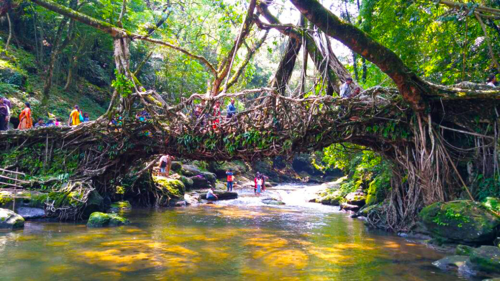 ¿Cómo crecen los puentes vivos? »Scienceabc