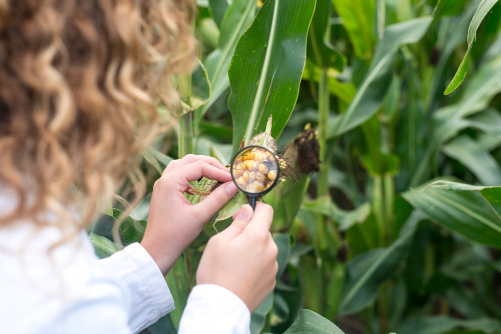 ¿Cuánto han cambiado nuestros cultivos desde que comenzó la agricultura? »Scienceabc