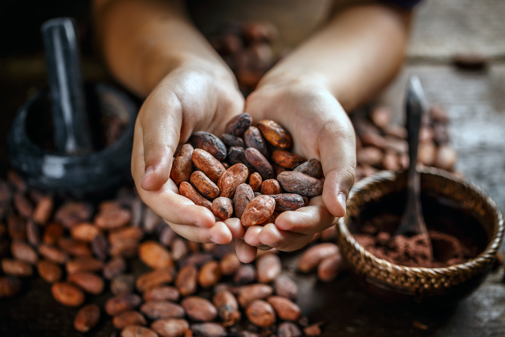 ¿El cambio climático afectará la producción de chocolate? »Scienceabc