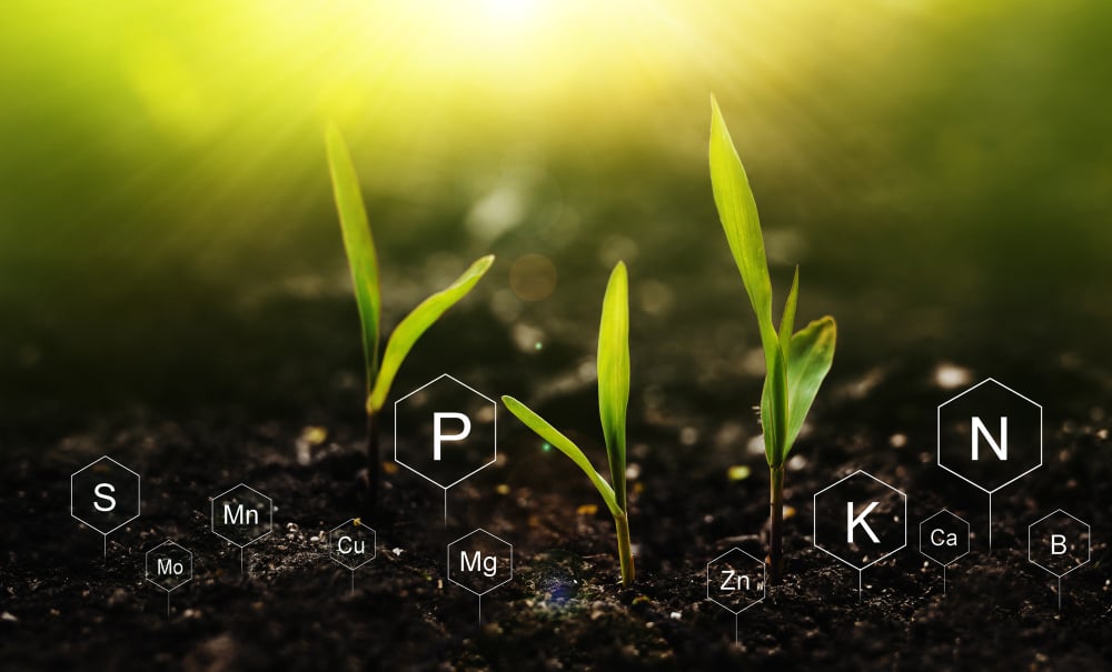 ¿Nos estamos quedando sin fósforo? »Scienceabc