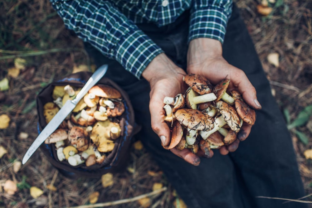 ¿Por qué deberíamos exponer los hongos a la luz del sol antes de cocinar? »Scienceabc